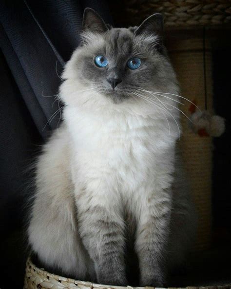 Siberian Cat Neva Masquerade Blue Point Blue Eyes Russian Blue Cat