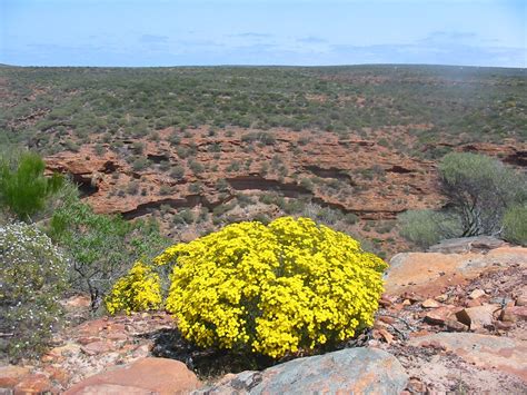 South Australian Mediterranean Forests Woodlands And Scrub Au5 One Earth