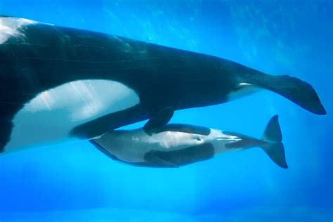 Killer Whale Calf Nursing 02 21 13 Kasatka And Her One Wee Flickr