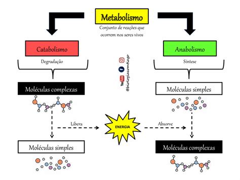 Metabolismo definição tipos processos e características