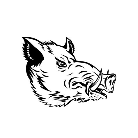 Wild Hog Head Drawings