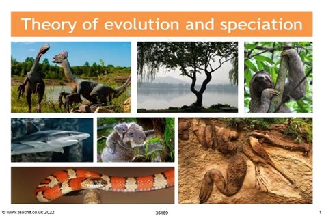Evolution Natural Selection And Speciation Ks4 Biology Teachit