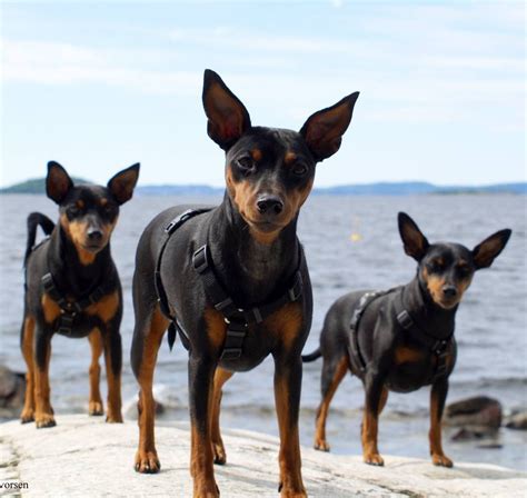 10 Signs Your Mini Pinscher Is Obsessed With You Sonderlives