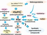 Main metabolites of common dietary inorganic selenium forms (selenite ...