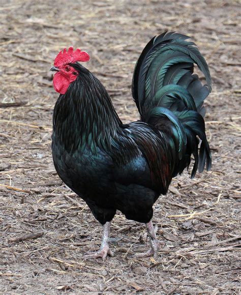 Bird 331 - proud black rooster | Black rooster, Rooster, Bird