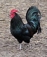 Bird 331 - proud black rooster | Black rooster, Pet chickens, Black ...