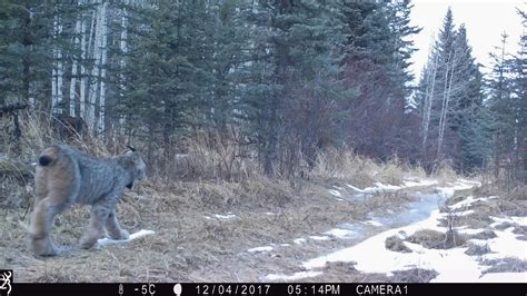 See trending images, wallpapers, gifs and ideas on bing everyday. Stop us if you've heard this one: A lynx and a puma walk ...