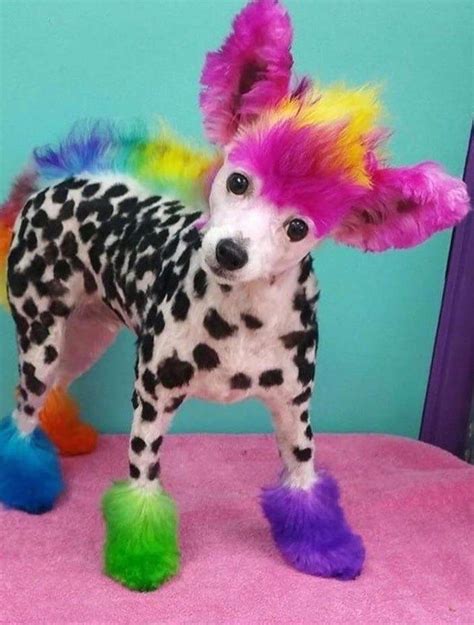 Discovering The Great Unknown Dog Hair Dog Hair Dye Luxury Pet