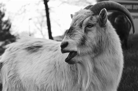 Check spelling or type a new query. Populer Download Gambar Kambing Hitam | Goodgambar