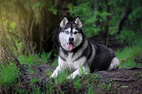 Siberian Husky Snow Dogs Hd Wallpapers Hd Wallpapers High Definition