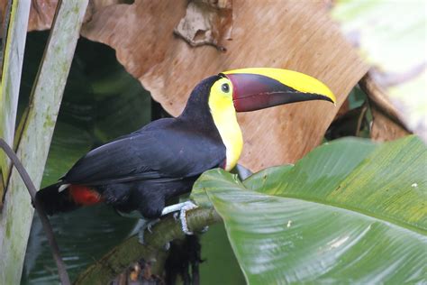 Chestnut Black Mandibled Toucan Costa Rica 2015 Rolf Riethof