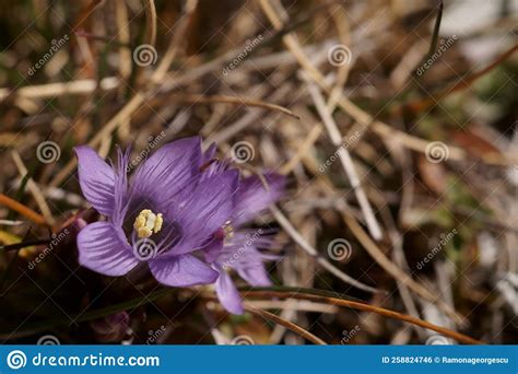 Mountain Purple Dwarf Flower German Gentian Gentianella Germanica