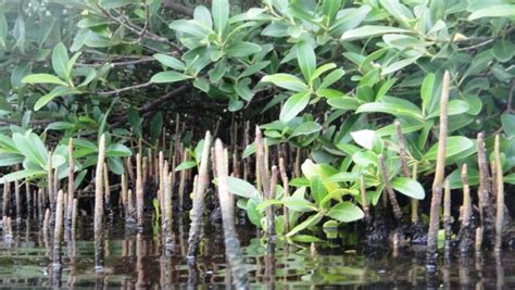 Black Mangrove — The Department Of Environment And Natural Resources