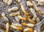 Amazing Facts About Termites - Ask Mr. Little