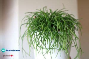 Dai cespugli sempreverdi alle piante sempreverdi da vaso. 5 piante pendenti da interno per la tua casa - Mani all ...
