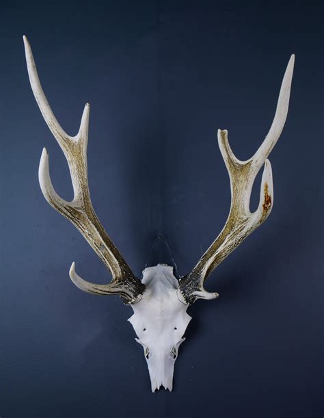 Japanese Sika Deer Skull Cap And Antlers Antlers Horns And Skulls