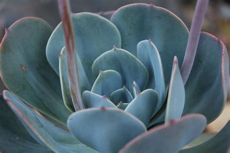 Found This Blog About Growing Succulents In Australia Gardening