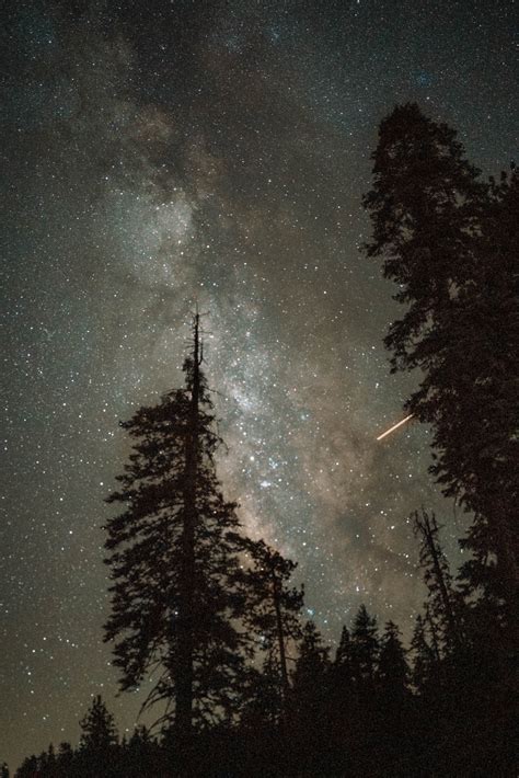 Forest Under Mysterious Starry Night Sky · Free Stock Photo