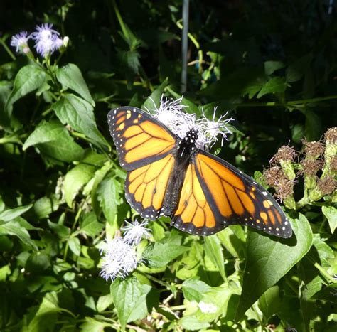 A Long Immature Monarch Life Southwest Monarch Study