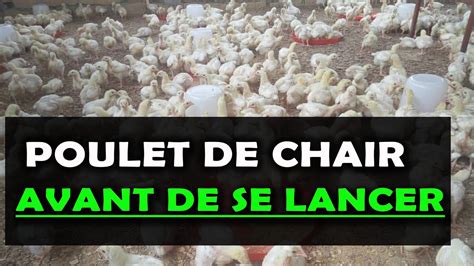 POULET DE CHAIR Ce Qu Il Faut Savoir Avant De Se Lancer Dans Cet