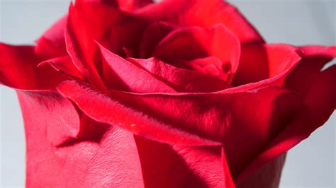 Free Images Petal Pink Red Rose Close Up Petals Macro