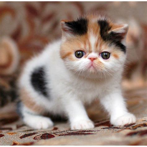 Why You Must Have An Exotic Shorthair Cat Pet Radio Magazine