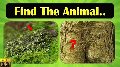 Can You Find All The Hidden Animals Hd Quiz Youtube