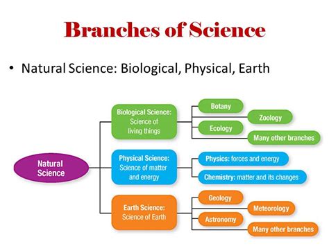 Printables Branches Of Science Worksheet Printables