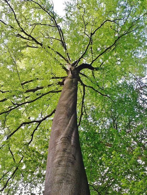 Hd Wallpaper Green Tree Beech Beech Tree Crown Leaves Aesthetic