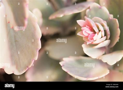 Kalanchoe Fedtschenkoi Aurora Borealis Plant Stock Photo Alamy