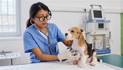 Perianal Adenomas In Dogs Symptoms Causes And Treatments Dogtime
