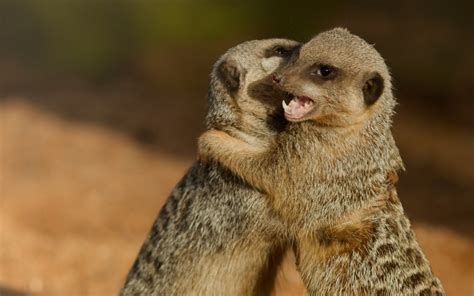 Two Meerkats Hugging