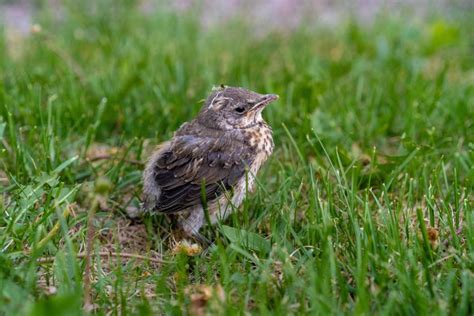 Qué Hacer Si Nos Encontramos Un Pájaro Bebé Que Se Ha Caído Del Nido 2023