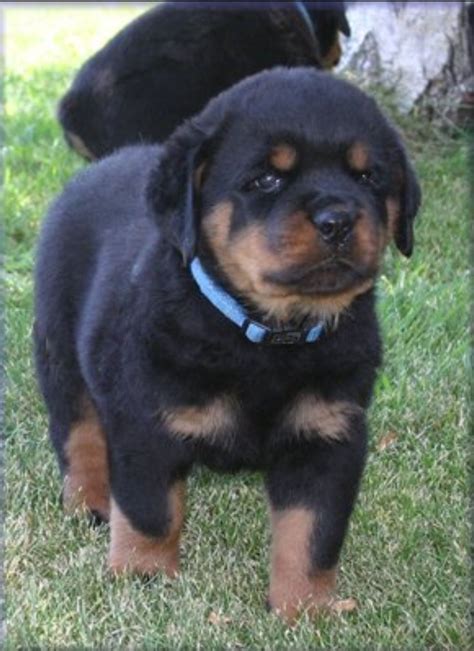 If you are looking to adopt or buy a rottie take a look here! Rottweiler Puppies For Sale Near Me , Puppies Rottweiler ...