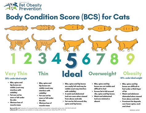 About Body Condition Scoring — Association For Pet Obesity Prevention