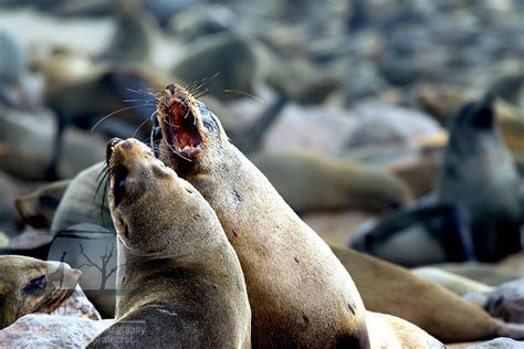 Cape Fur Seal Ocean Treasures Memorial Library