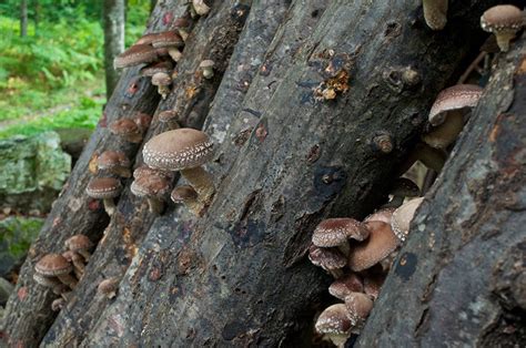 The 8 Japanese Mushrooms And Their Health Benefits