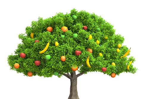 Un Albero Con 40 Diversi Tipi Di Frutta Esiste Ed è Meraviglioso