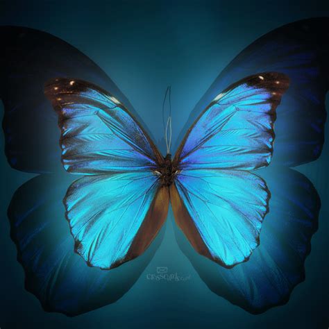 🔥 Download Butterfly Desktop Wallpaper Mobile By Robertm81 Free