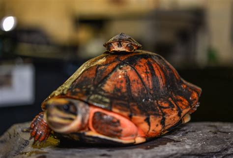 One Of The Worlds Rarest Turtles Hatches At Chester Zoo Zooborns