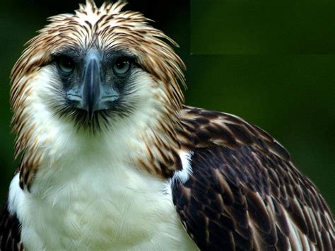 Birds Top Predators Rainforest Eagle