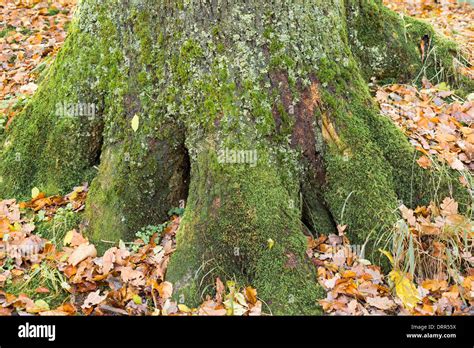 Tree Stump Covered With Green Moss And Encompassed With Orange Yellow