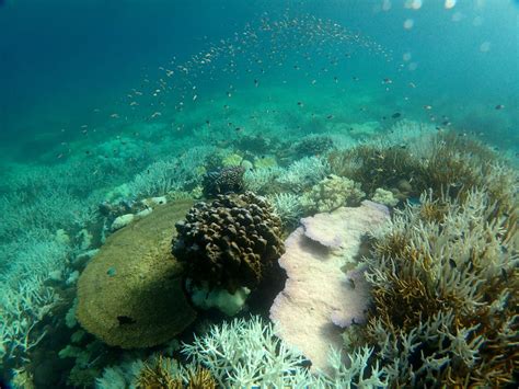 The Great Barrier Reef Can Repair Itself With A Little Help From