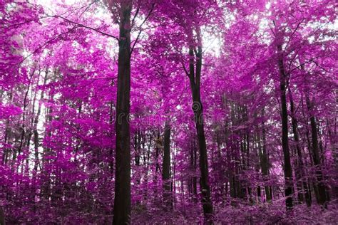 Beautiful Pink And Purple Infrared Panorama Of A Forest Stock Image
