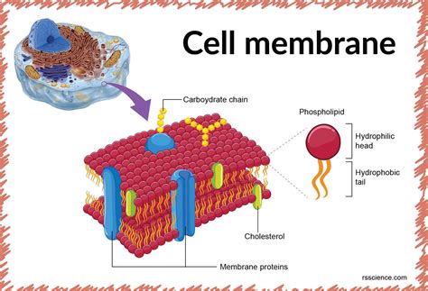 Cell Membrane Definition Structure Functions With Diagram Riset
