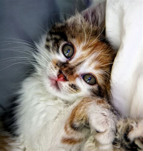Free Photo Little Kitten Animal Cat Friend Free Download Jooinn