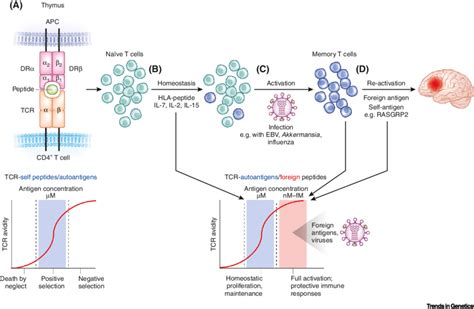 Scenario Of How Autoreactive T Cells May Be Selected Maintained Download Scientific Diagram