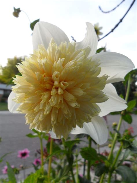 Dahlia Platinum Blonde Dahlia Summer Plants Beautiful Roses