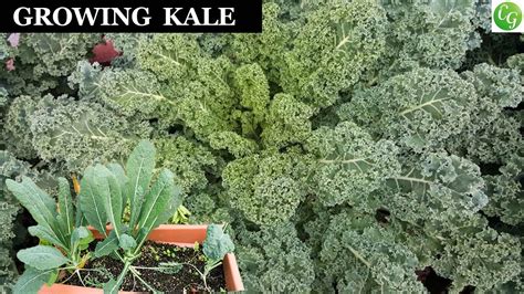 Growing Kale A Complete Guide To Grow The Best Kale In Your Garden