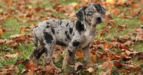 Catahoula Leopard Dog Breed Information And Pictures Petguide Petguide